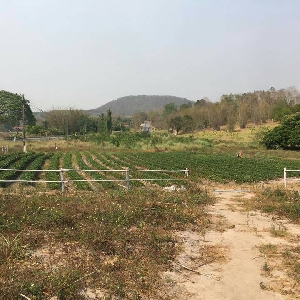 Code 1136 Beautiful land for sale on Chiang Dao road