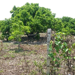 code KRB9398  Land with longan orchard in Saraphi for sale