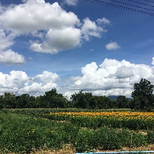 Code KRB8250 Land for sale in Lampang city
